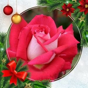 Meet your Posher, Juanita